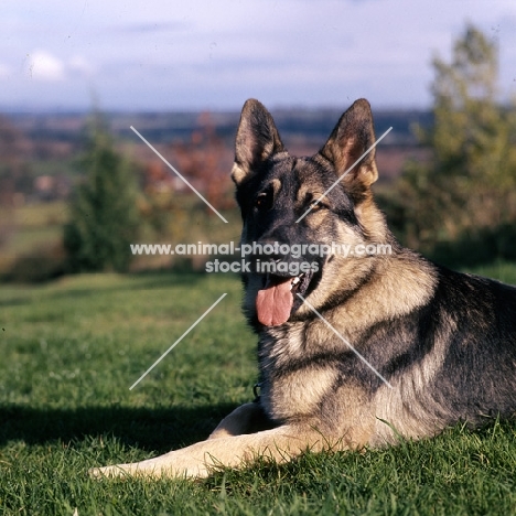 german shepherd dog head and shoulders