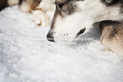 Husky laying in snow