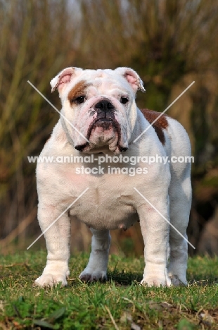 Bulldog standing on grass