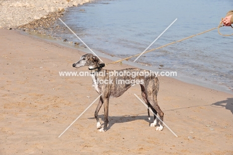 Spanish Galgo (Galgo Espanol) on lead