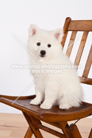 American Eskimo puppy sitting on chair