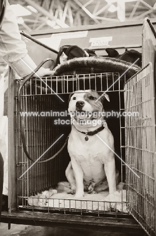 Staffie sitting in cage at Crufts 2012