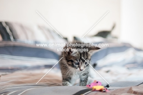 non pedigree kitten standing on bed