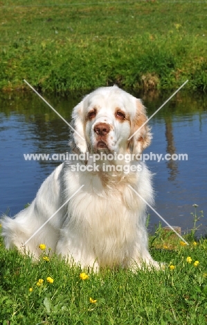 Clumber Spaniel