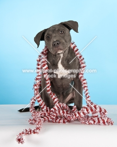 cute American Staffordshire Terrier with decorations