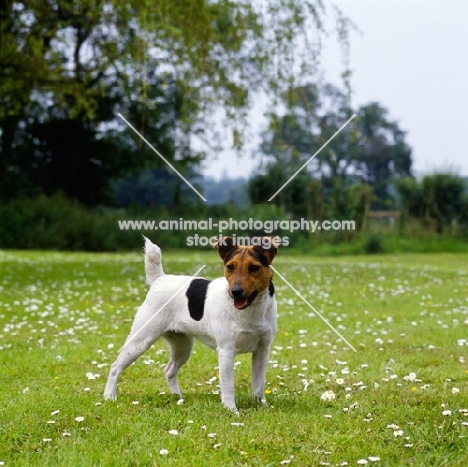parson russell terrier standing in a field of daisies