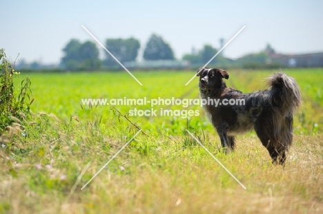 blue merle australian shepherd standing in front of a field in the countryside