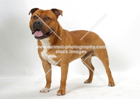 Australian Champion red American Staffordshire Terrier