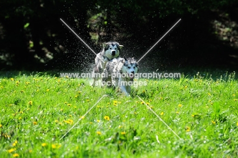 Alaskan Malamutes chasing each other in field