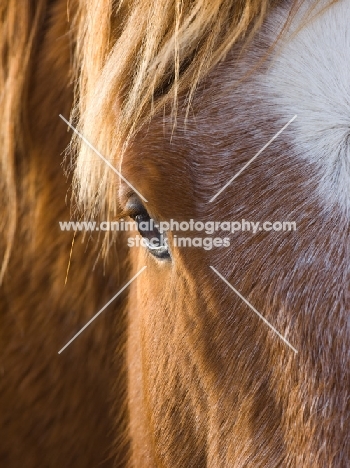 Suffolk Punch close up