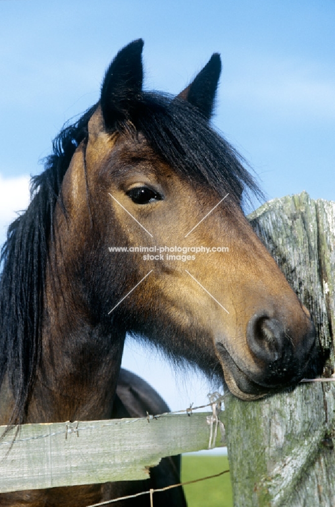 dales pony towards camera