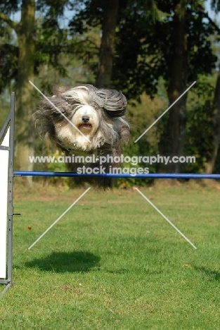 Bearded Collie juping