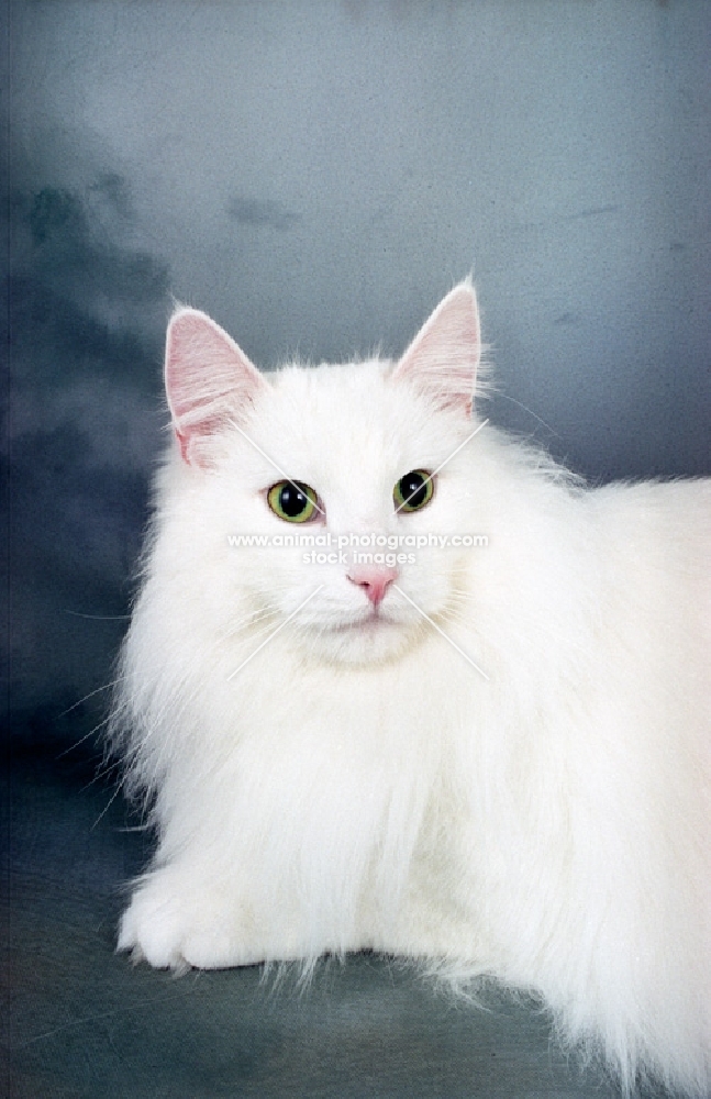 white Norwegian Forest cat on dark blue background, looking away