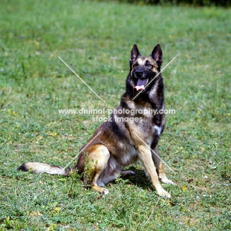 malinois, belgian shepherd dog,  sitting on grass