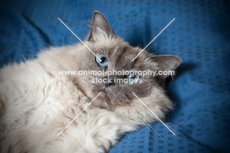 Ragdoll Cat lying on blanket 