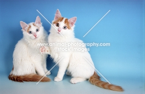 two Turkish Van kittens on blue background