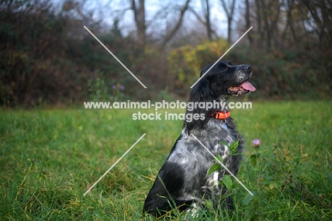 black and white English Setter sitting in a field of grass