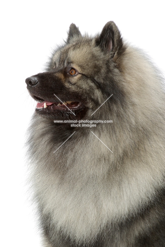 Silver Grey Australian Champion Keeshond, portrait