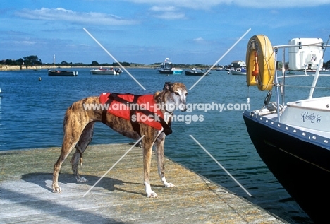 rescued ex-racing greyhound wearing lifejacket on pier beside boat