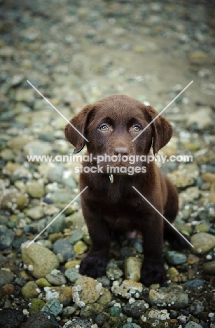 Chocolate Labrador Retriever puppy posing 