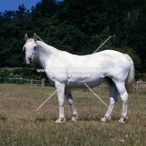 Connemara full body 