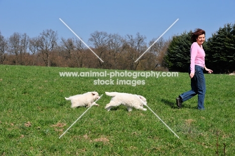 Polish Tatra Herd Dog puppies following woman