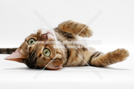Brown Spotted Tabby Bengal on white background, lying on back