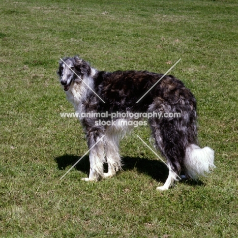 old borzoi