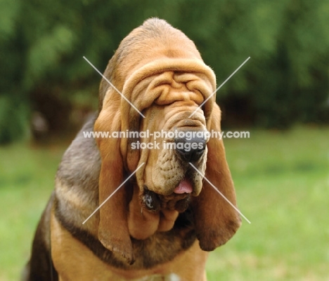 wrinkly Bloodhound
