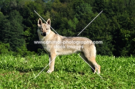 Czechoslovakian wolfdog (aka Ceskoslovensky Vlcak) standing in field