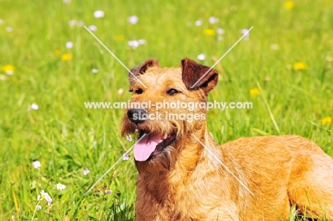 irish terrier lying down