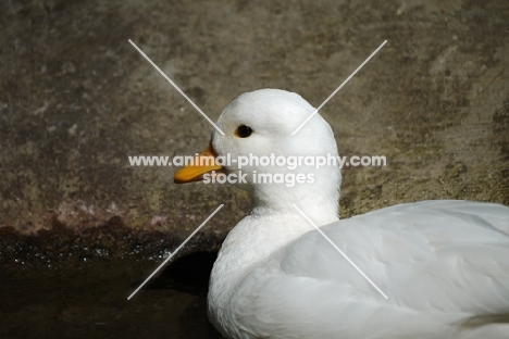 white call duck