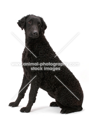 Curly Coated Retriever sitting down