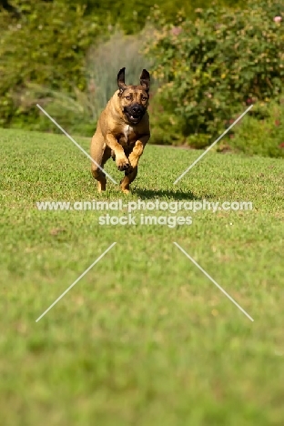 Rhodesian Ridgeback running on grass
