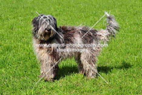 blue merle Bergamasco, side view