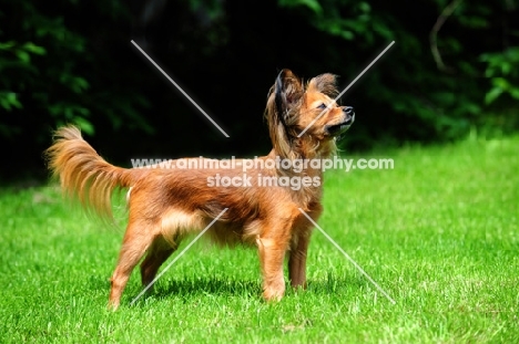 Russian Toy Terrier standing proudly in grass