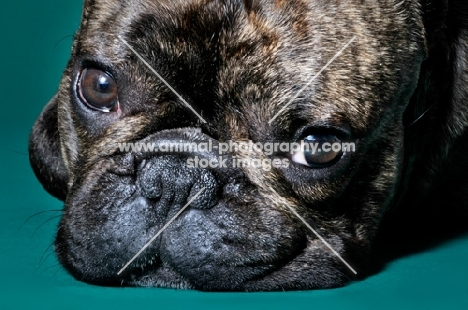 close up of French Bulldog looking at camera