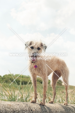 Lurcher standing near beach