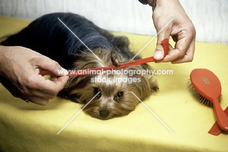 yorshire terrier having a bow tied