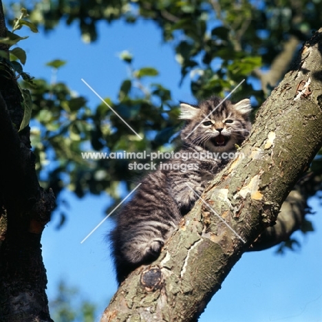 brown tabby longhair kitten up a tree crying