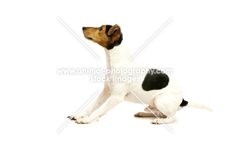 Jack Russell isolated on a white background