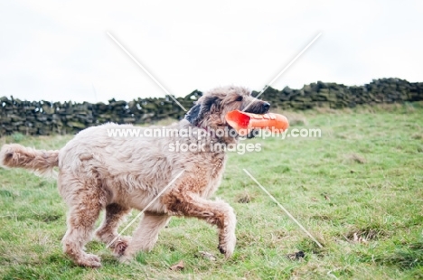 young Briard playing