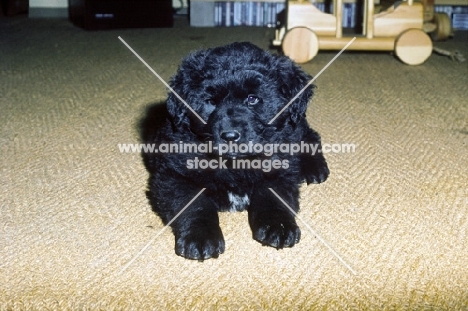 Newfoundland-Leonberger mix puppy