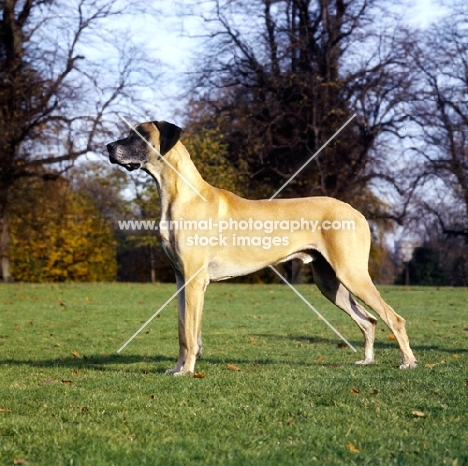 great dane standing on grass