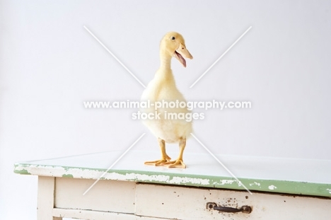 Pekin Duckling on table
