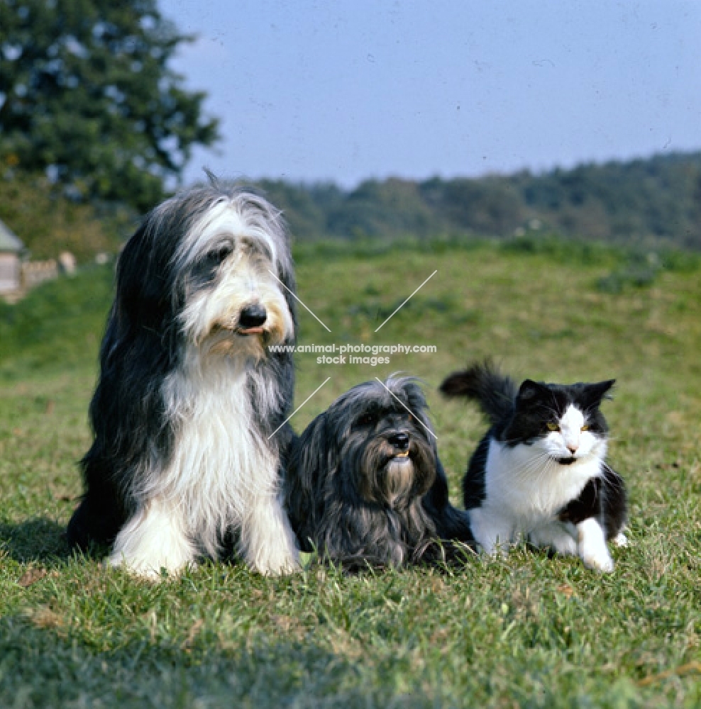 bearded collie, lhasa apso with cat walking off