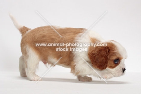 red and white Cavalier King Charles Spaniel, walking