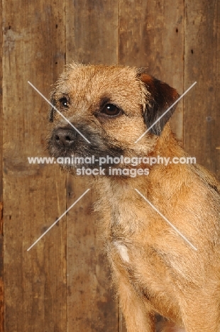 Border Terrier with wood in background