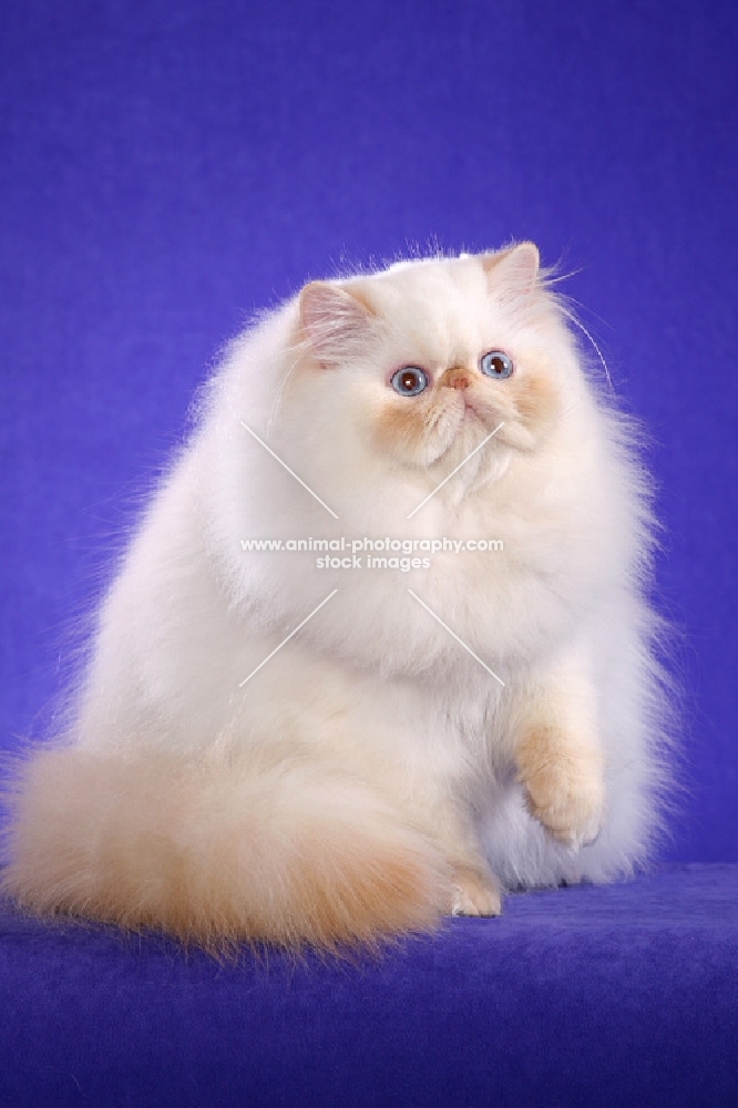 Colourpoint (Aka: Persian or Himalayan)