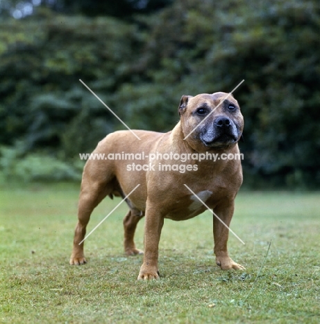 ch weycombe benny  staffordshire bull terrier looking anxious